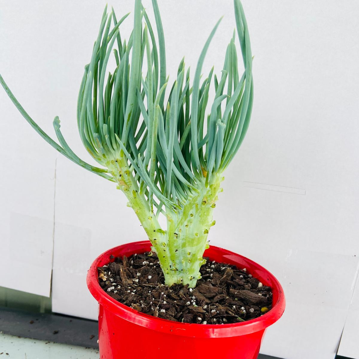Mermaid Tail : Crested Senecio Talinoides - Narrow Leaf Chalk Stick #105
