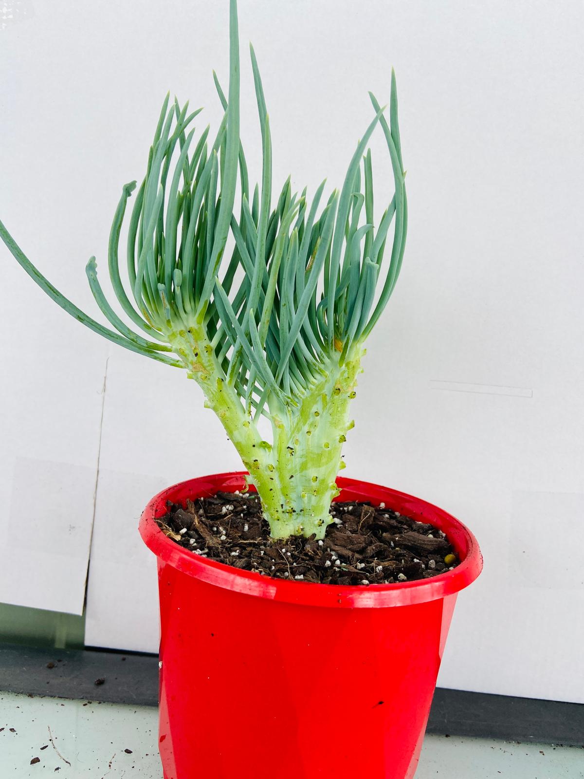 Mermaid Tail : Crested Senecio Talinoides - Narrow Leaf Chalk Stick #105