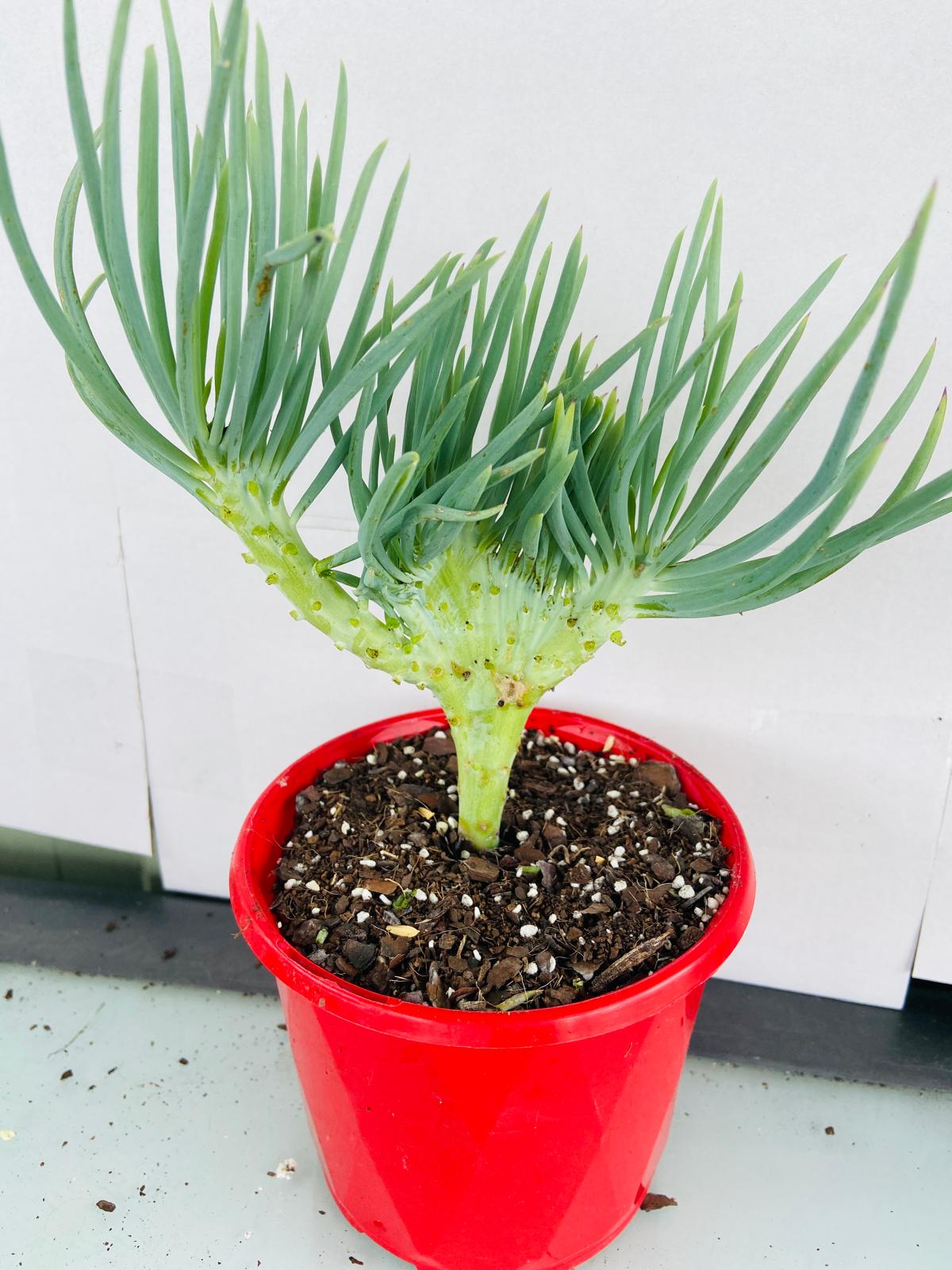 Mermaid Tail : Crested Senecio Talinoides - Narrow Leaf Chalk Stick #106