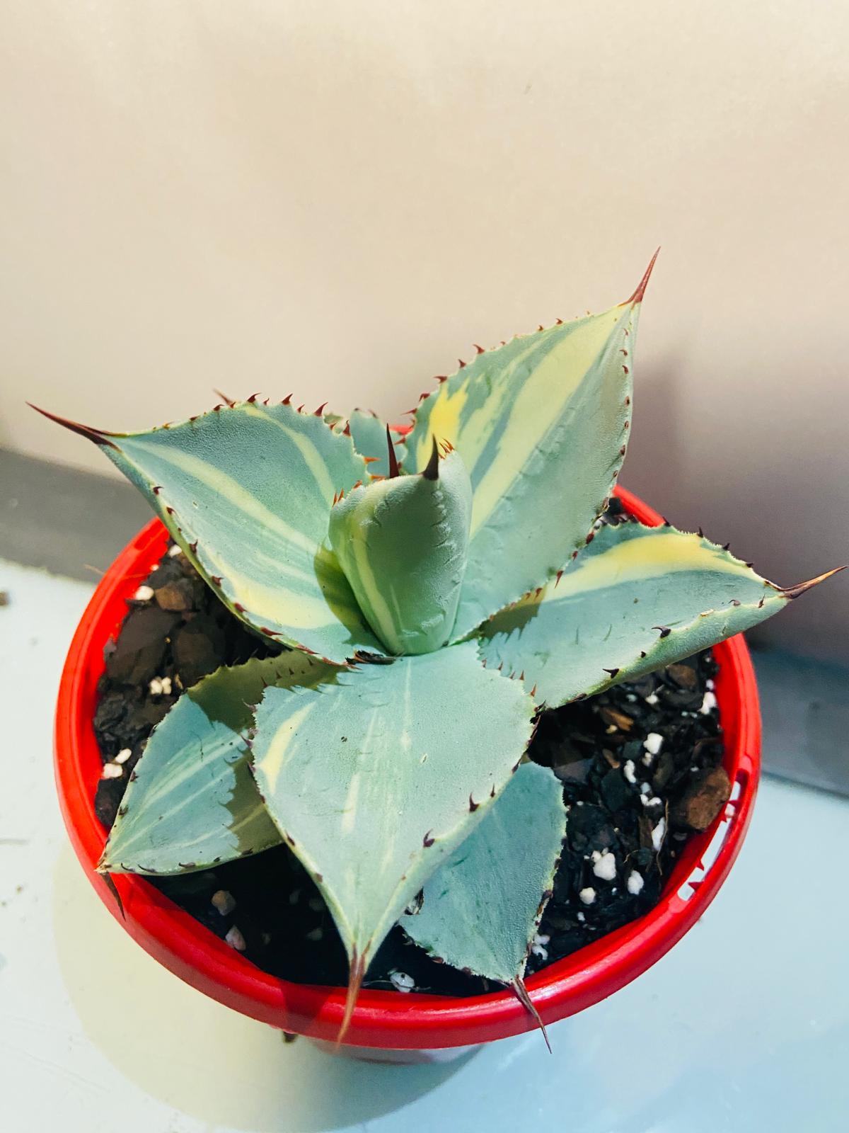 Agave Dragon Toes Variegated