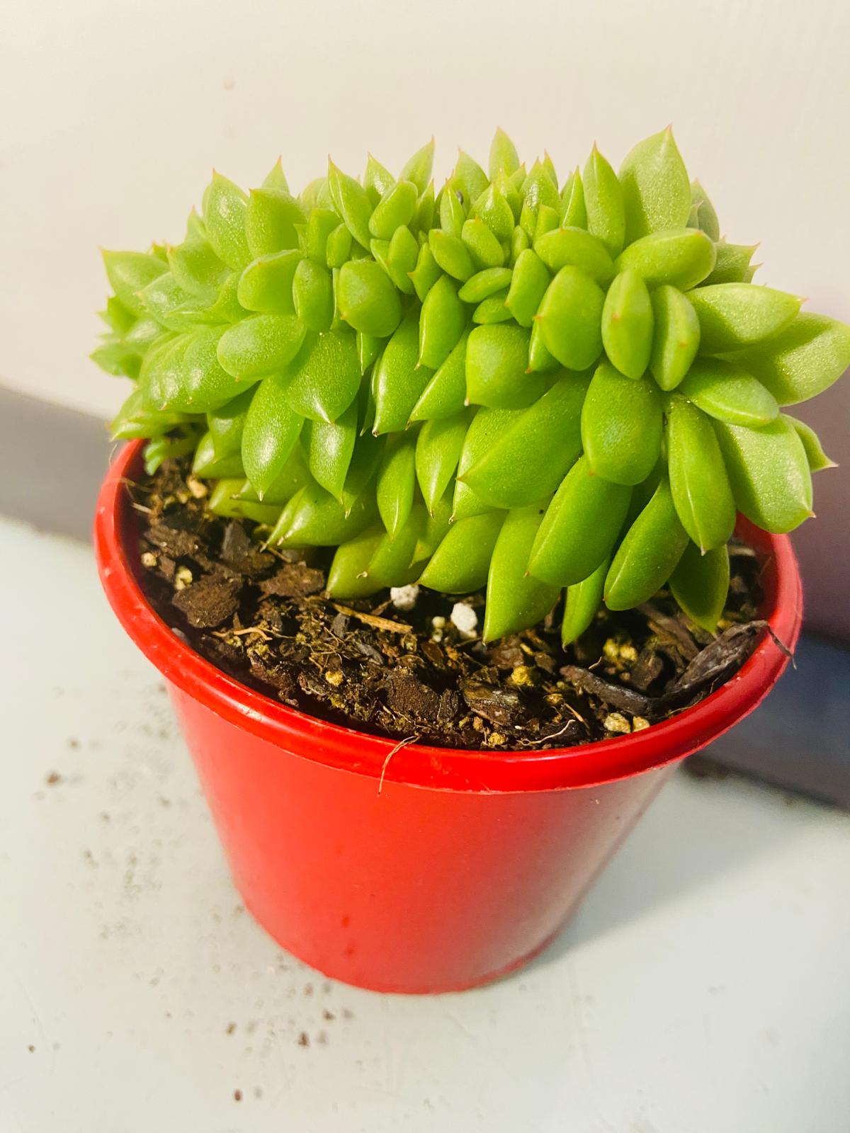 Echeveria 'Gilva' Crested #32