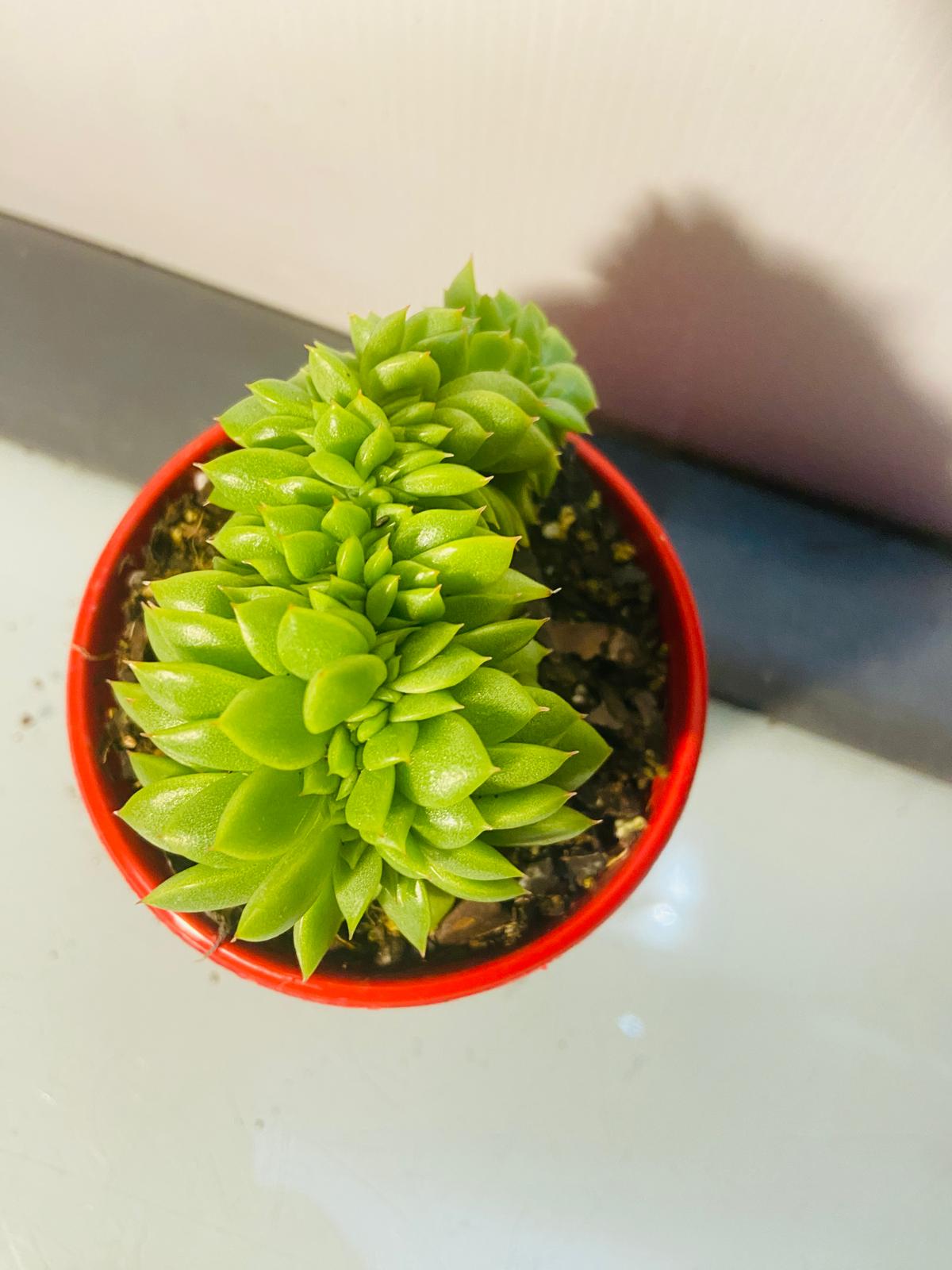 Echeveria 'Gilva' Crested #32