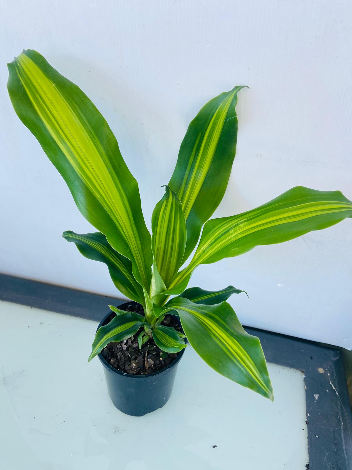 Dracaena Marley