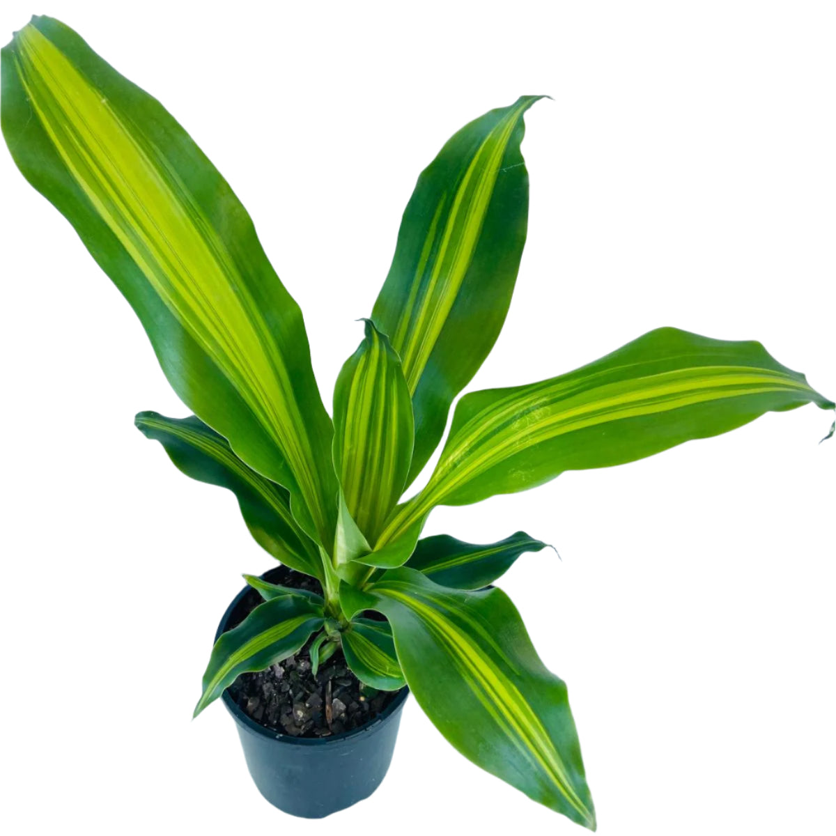 Dracaena Marley  100mm
