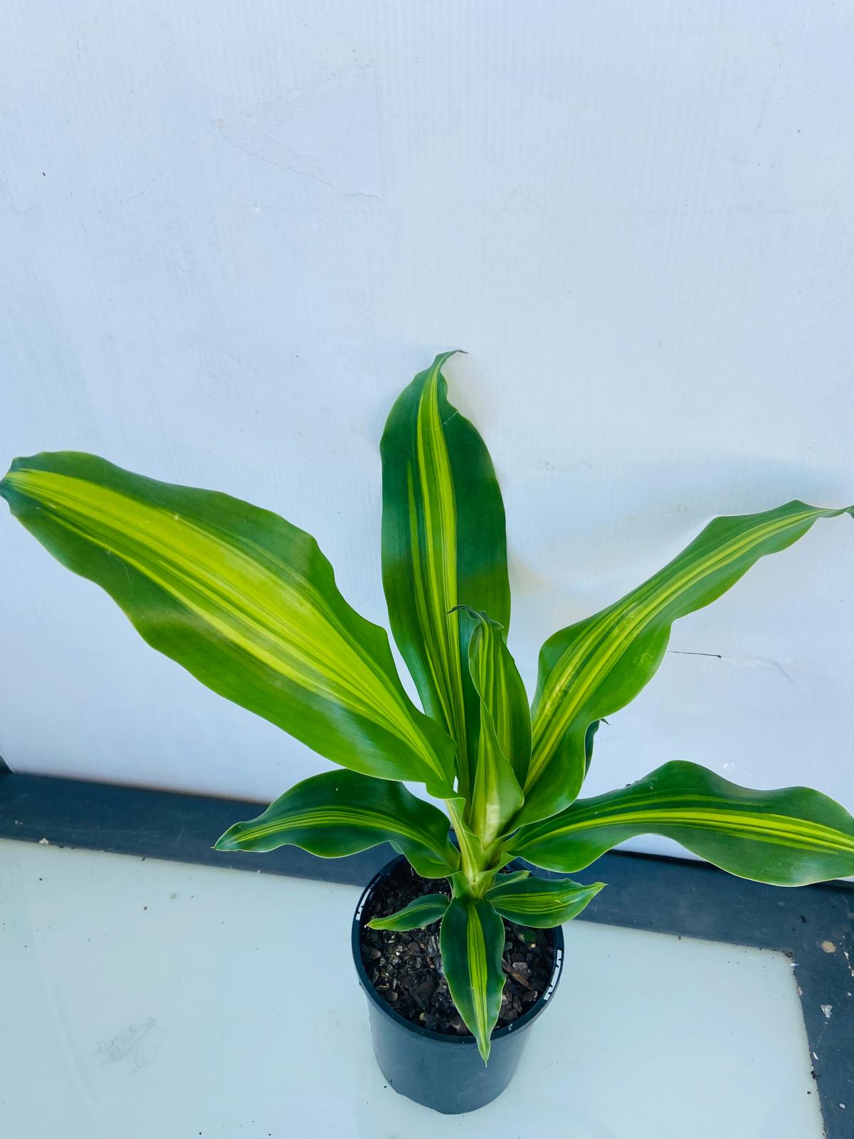 Dracaena Marley