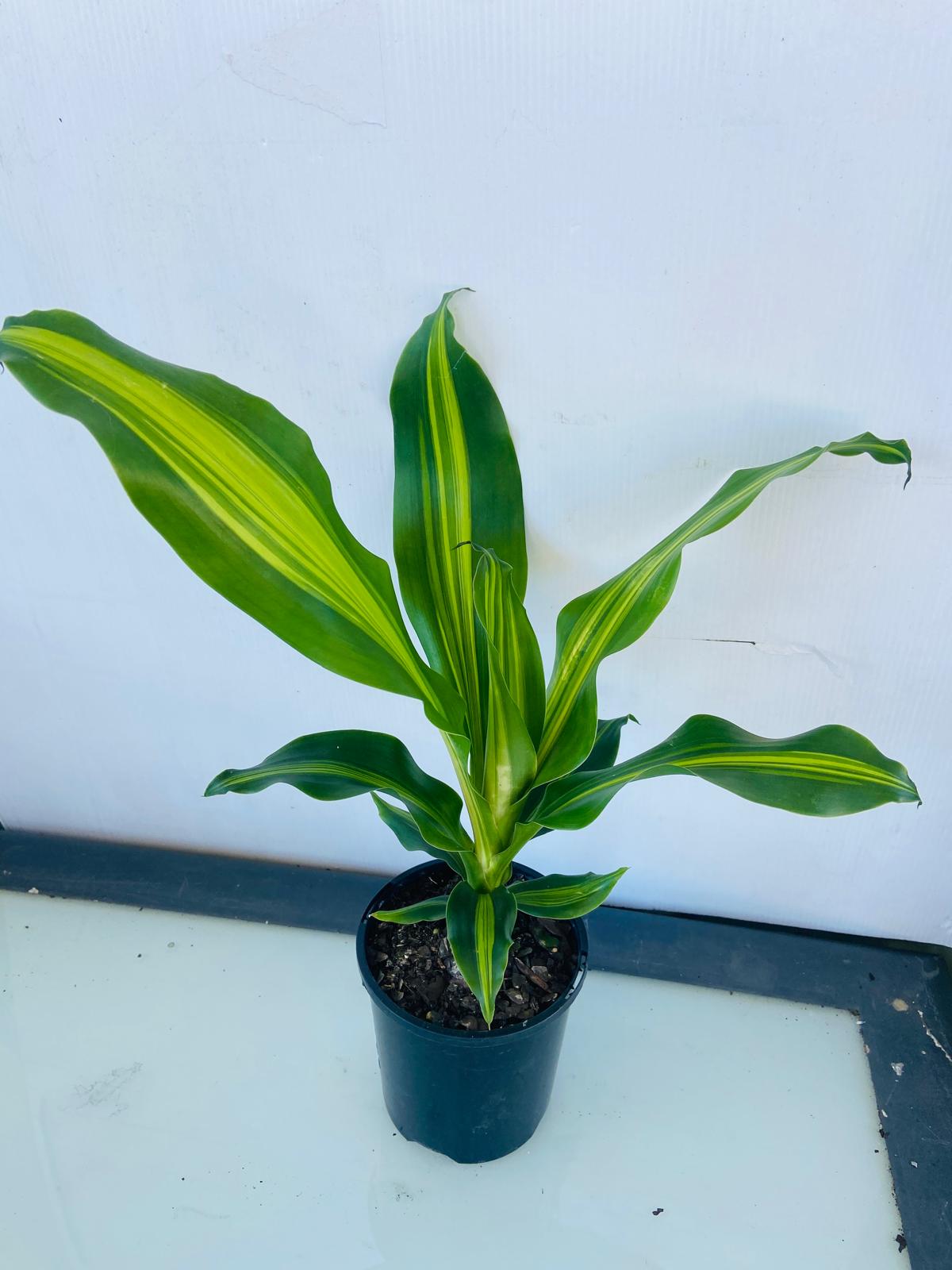 Dracaena Marley