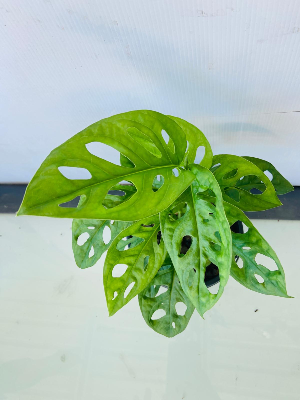 Monstera Obliqua 'Expilata' 130mm