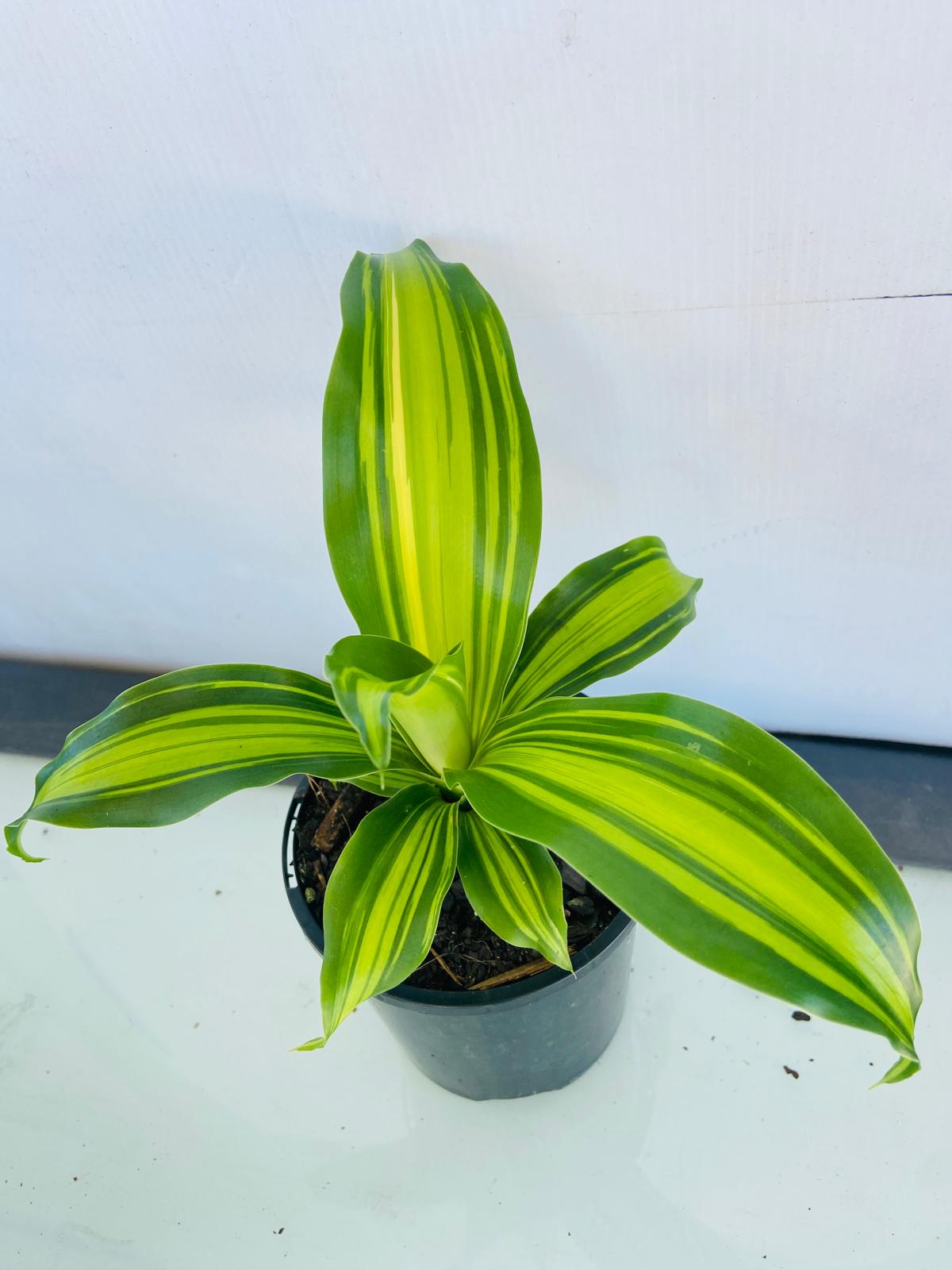 Dracaena Golden Heart 100mm