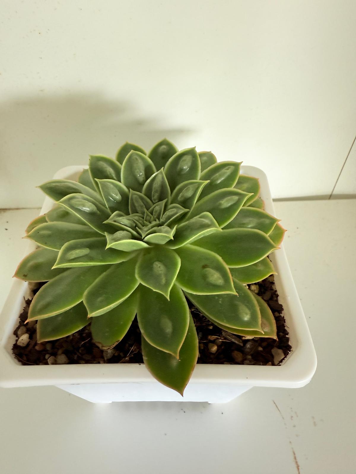 Echeveria Obsidian