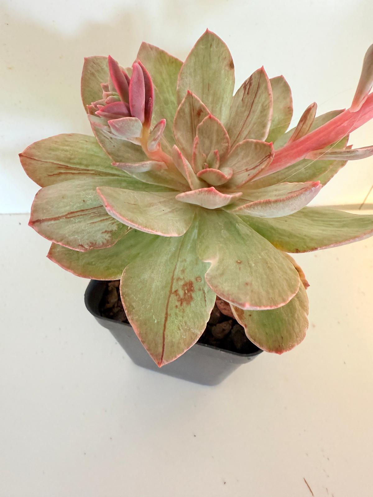 Hanakaida Silk Variegate #62