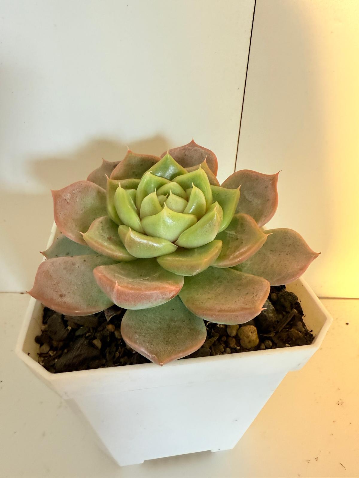 Echeveria Sweet Orange