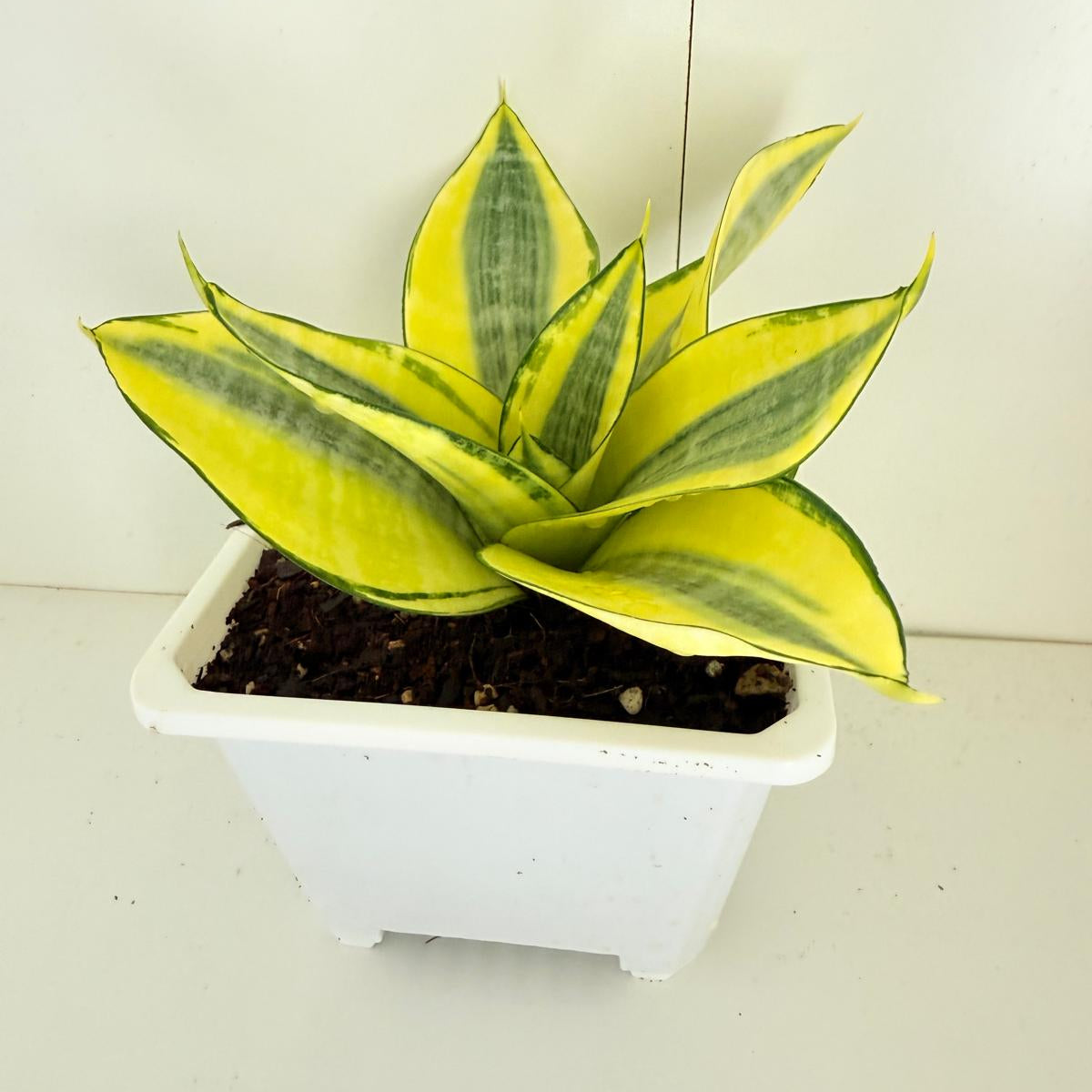 Sansevieria - Golden Hahnii 130mm