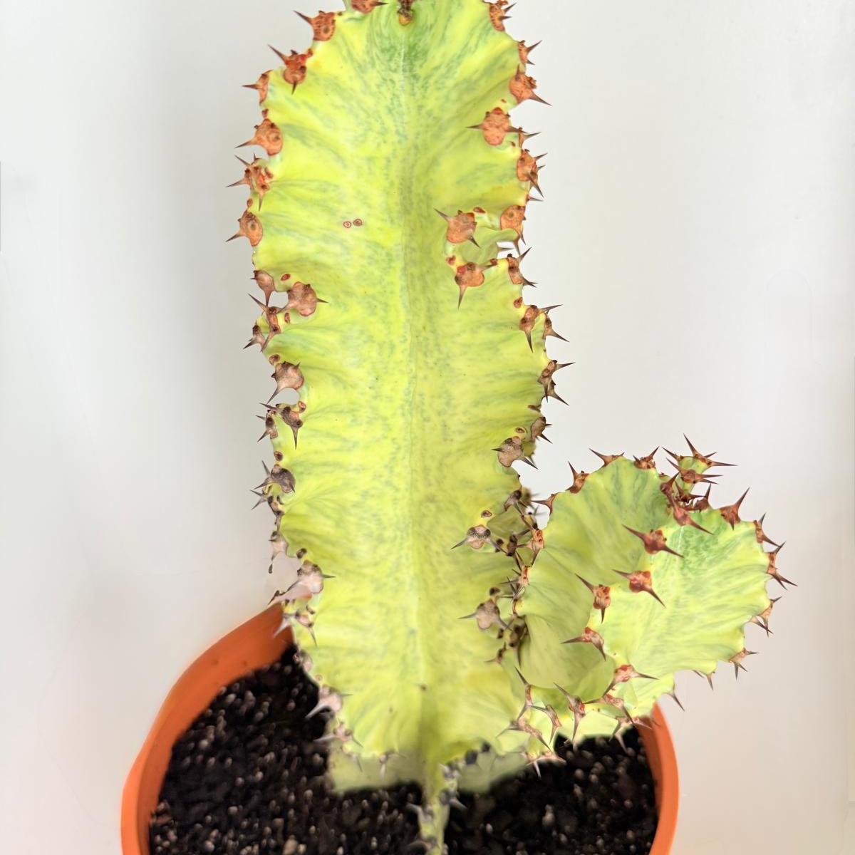 Euphorbia Ammak