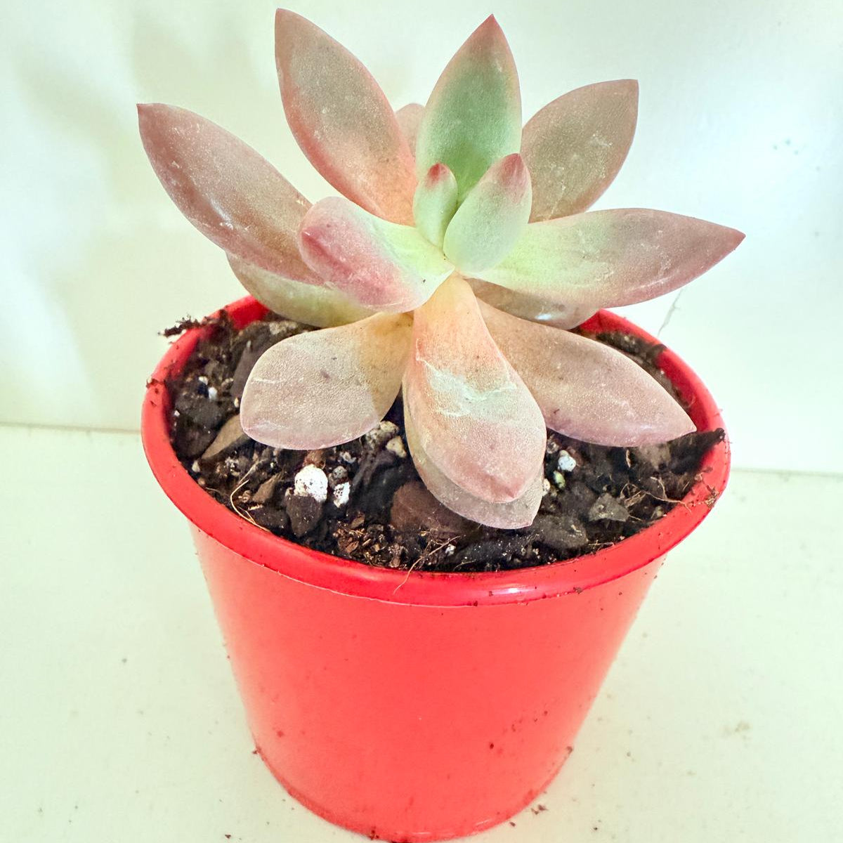 Echeveria Ruby Donna