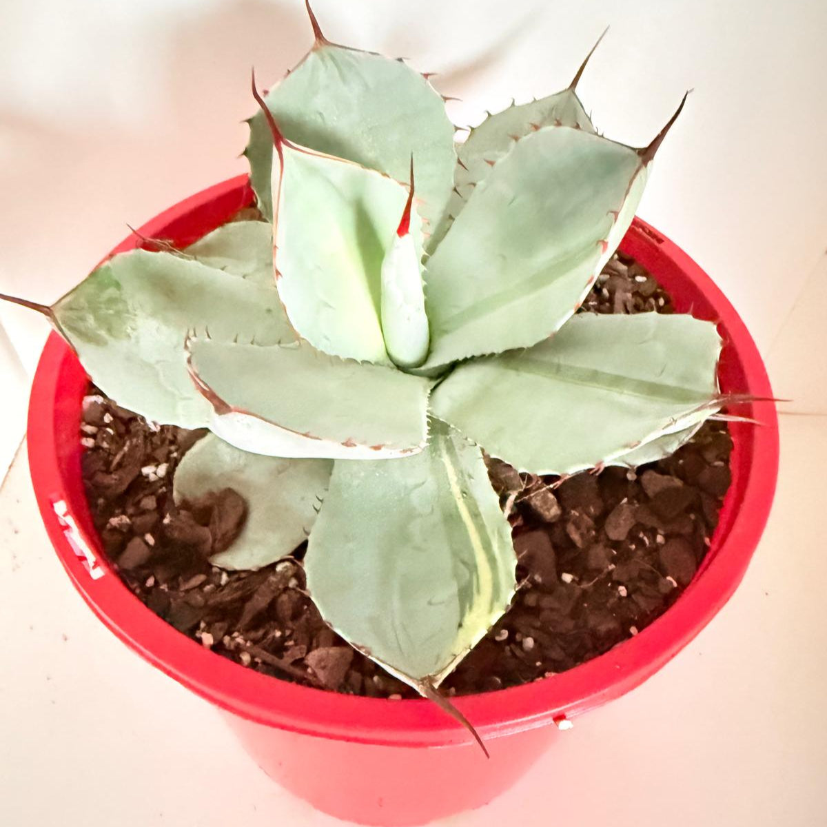 Agave parryi truncata 210mm