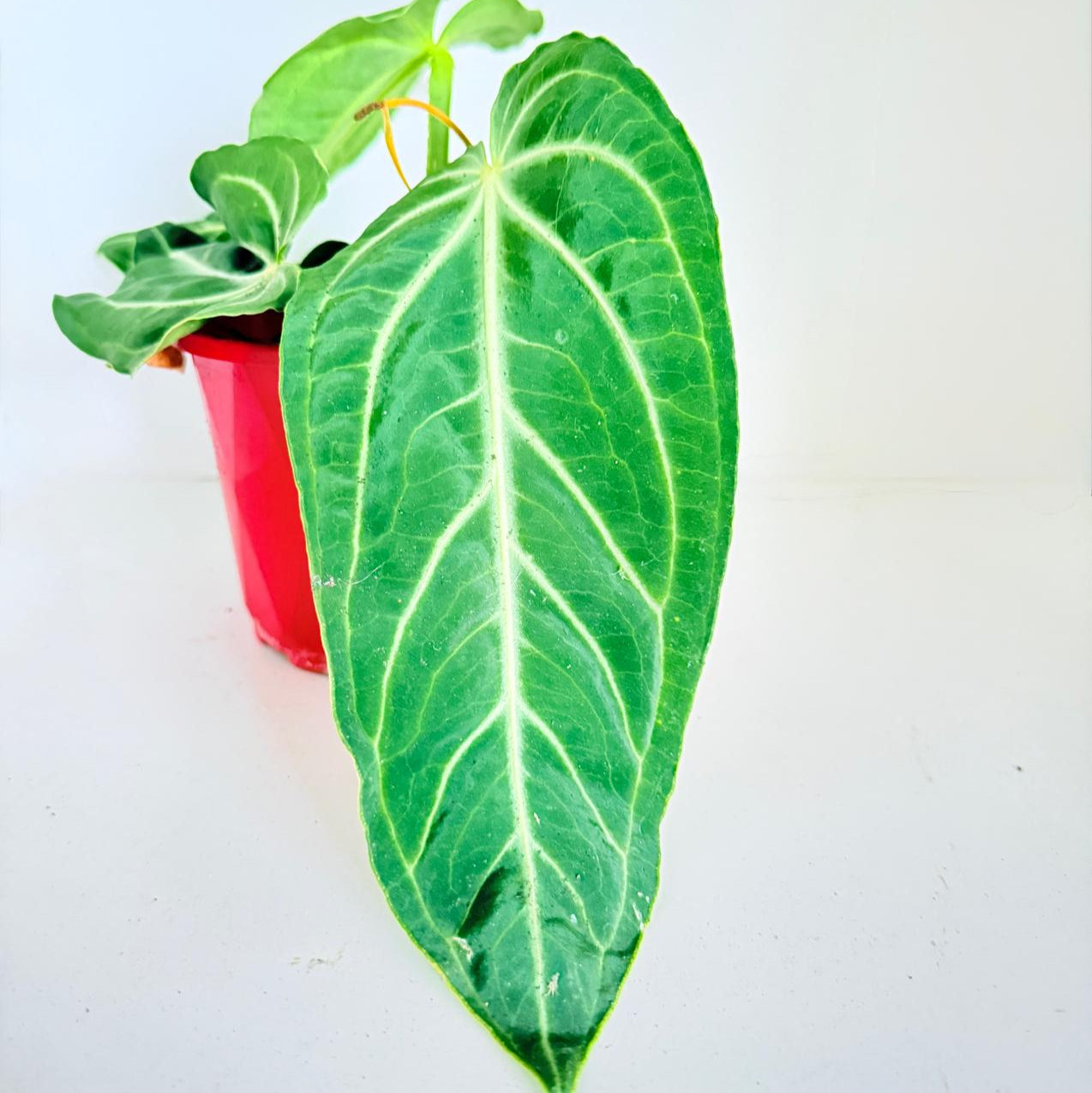 Anthurium Villenaorum