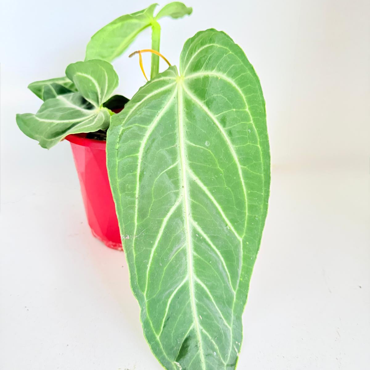 Anthurium Villenaorum
