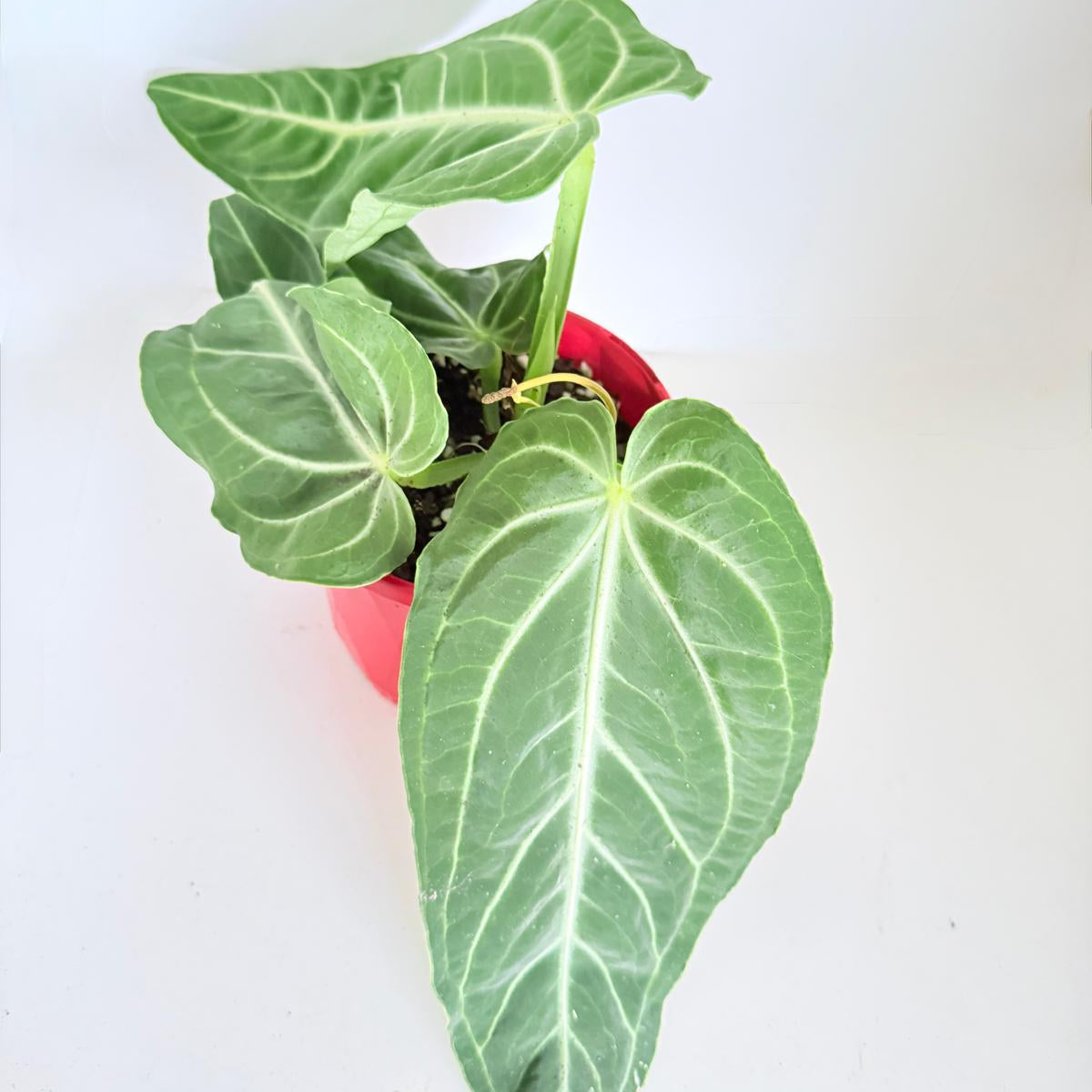 Anthurium Villenaorum