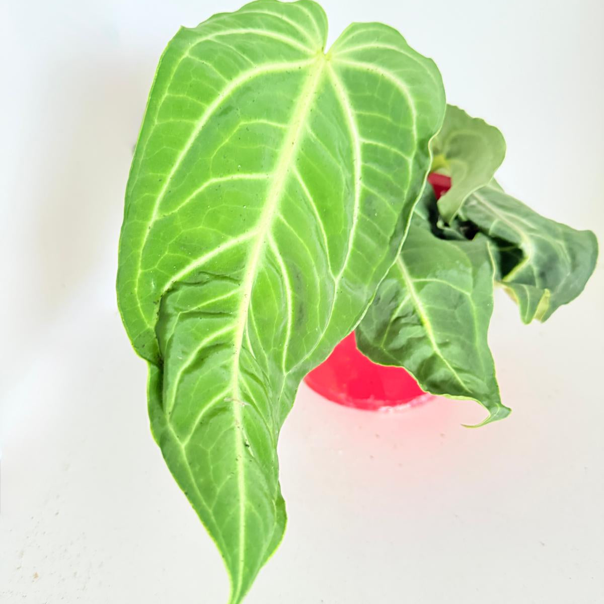Anthurium Villenaorum