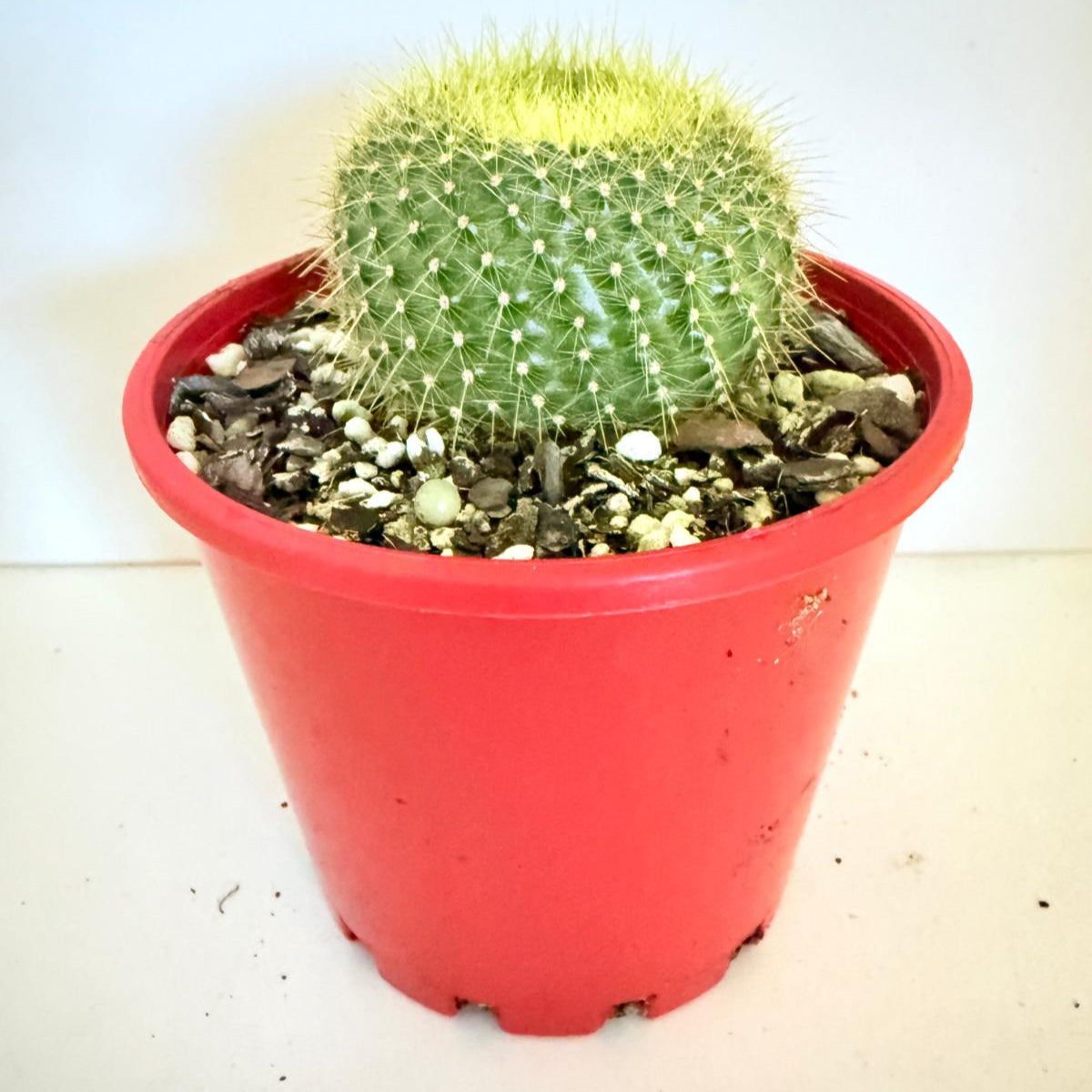 Cacti- Parodia graessnerir