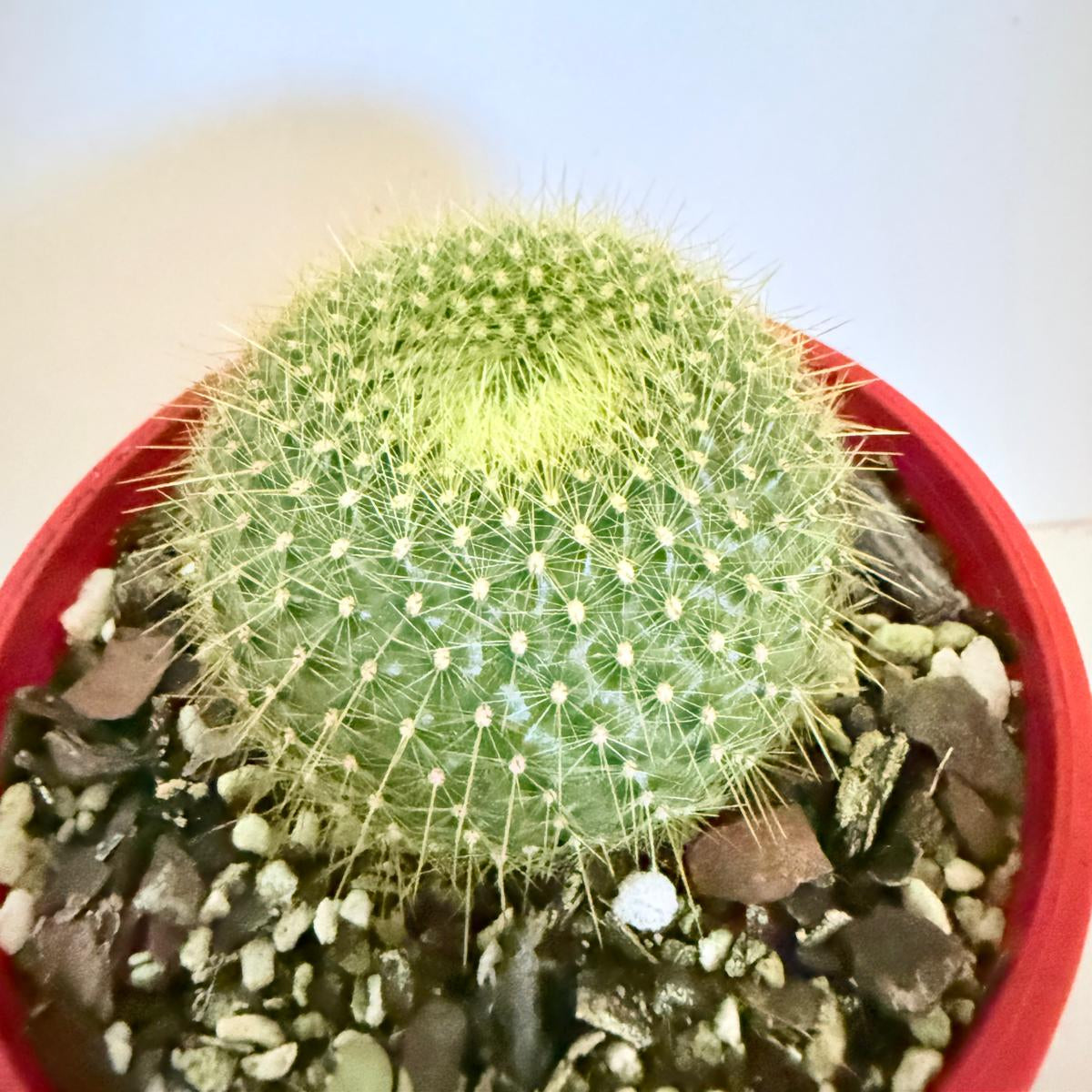 Cacti- Parodia graessnerir