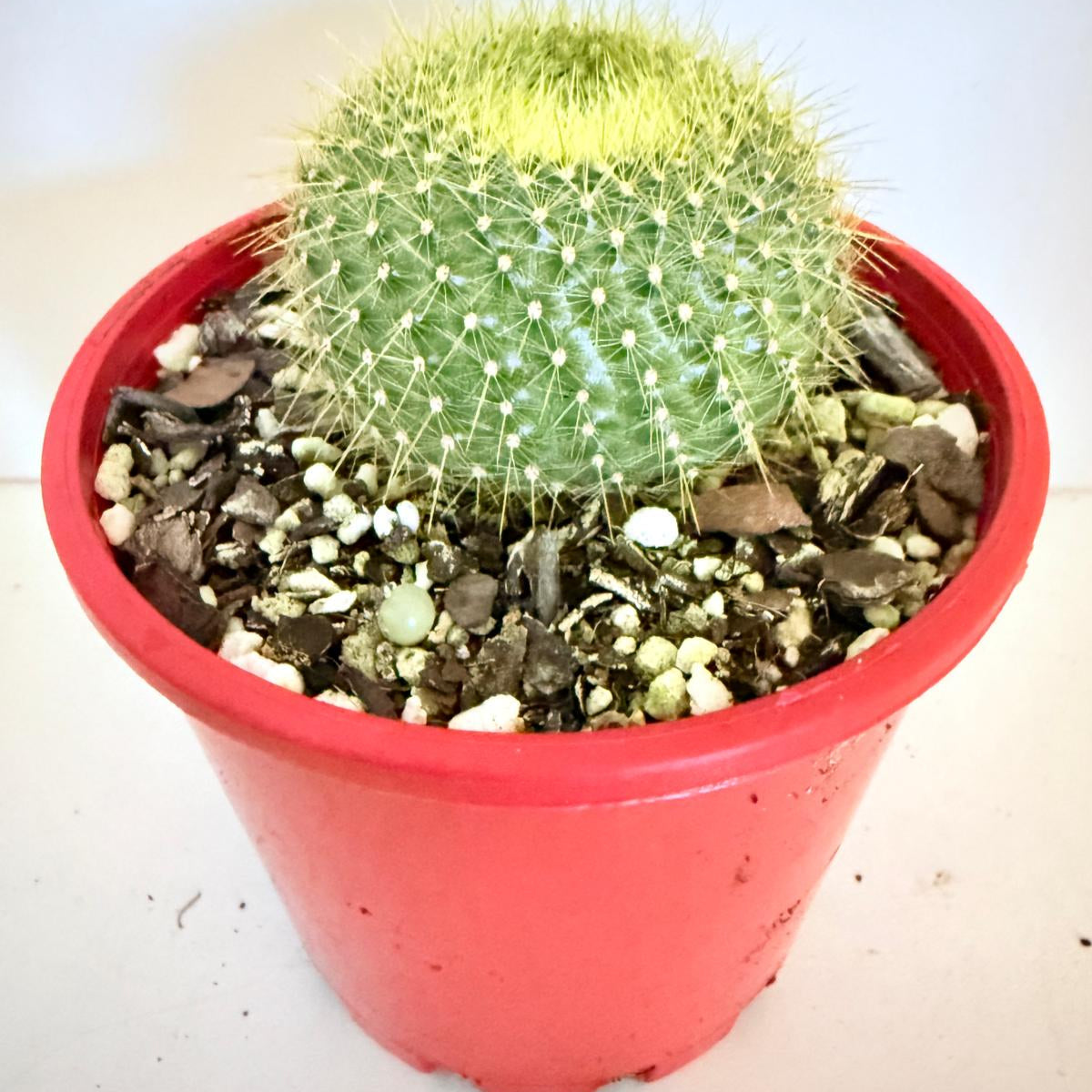 Cacti- Parodia graessnerir