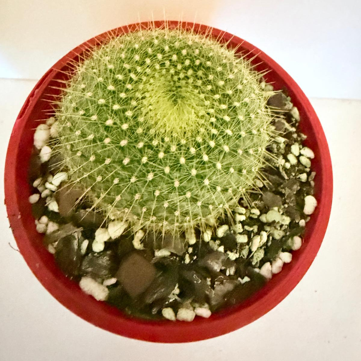 Cacti- Parodia graessnerir