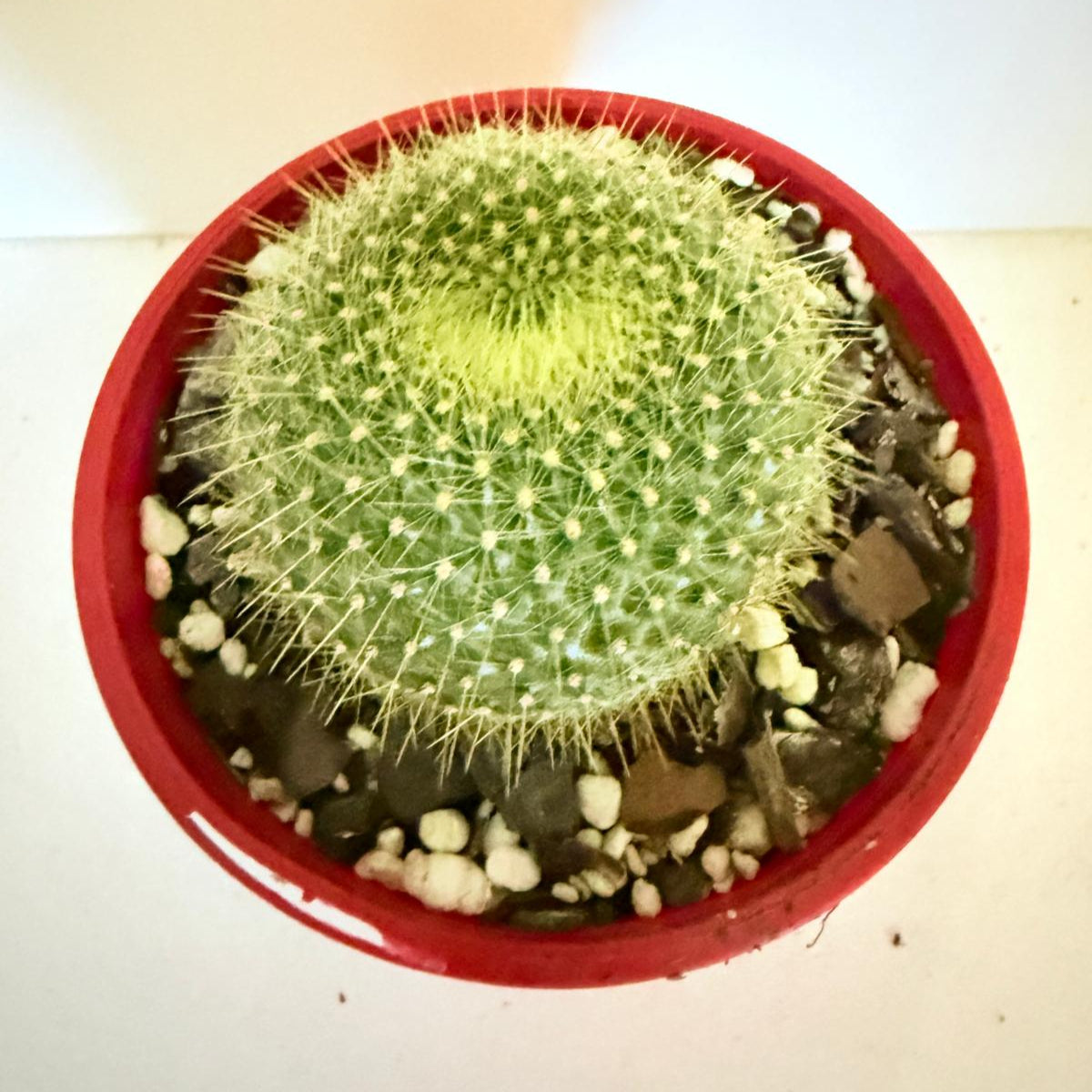 Cacti- Parodia graessnerir