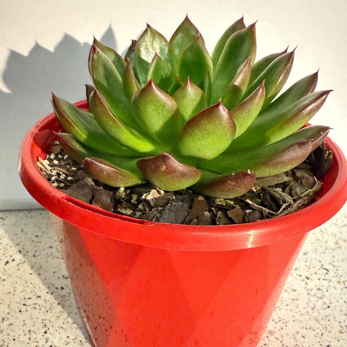 Echeveria Elyse