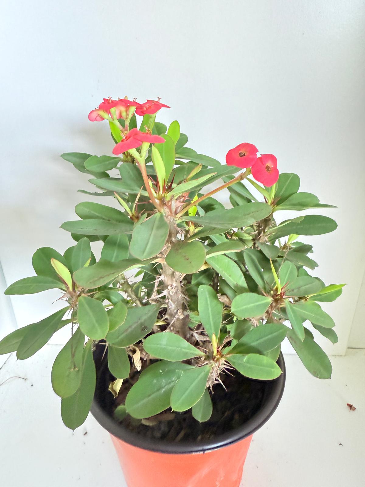 Euphorbia Milli 3 in one #264