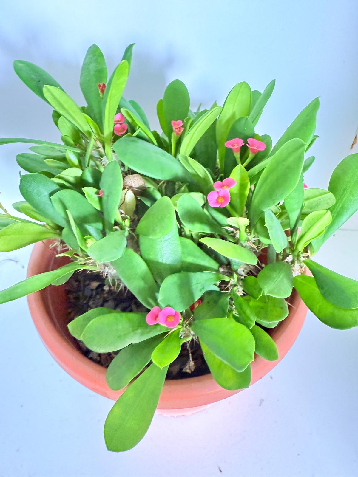 Euphorbia Milli Tiny flower 4 in One