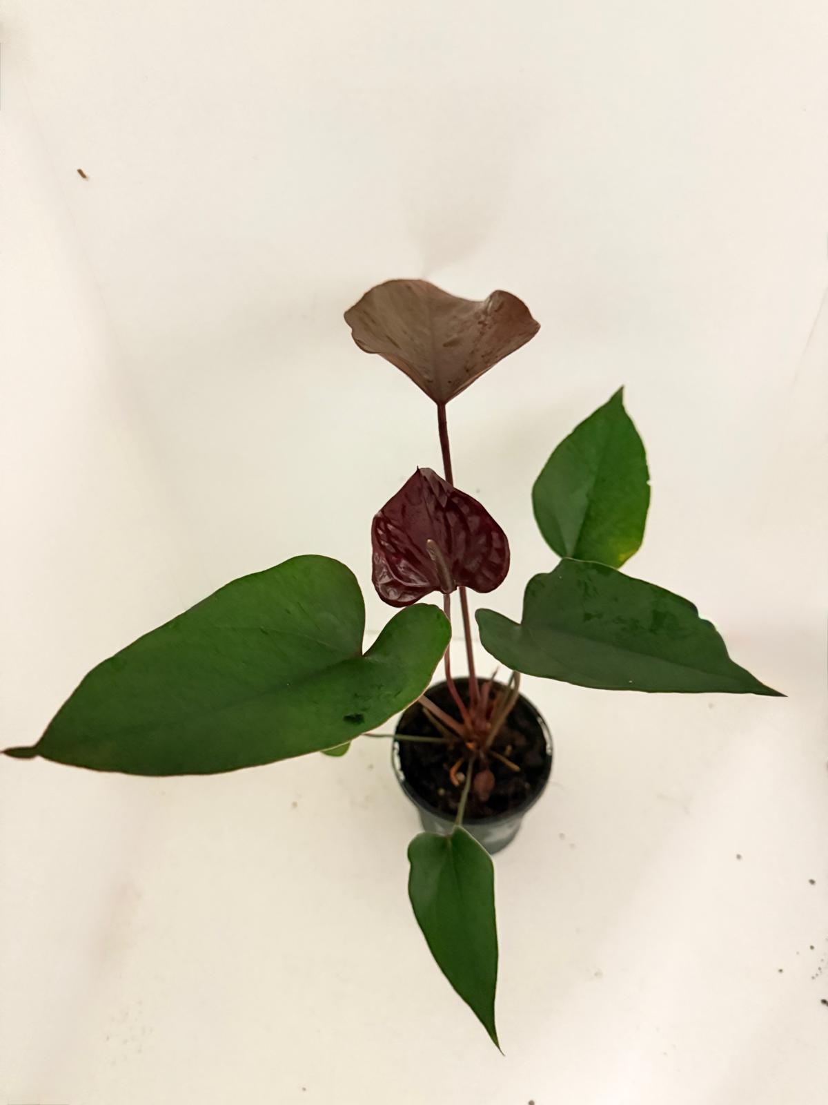 Anthurium Black beauty 100mm pot size plant- with pot