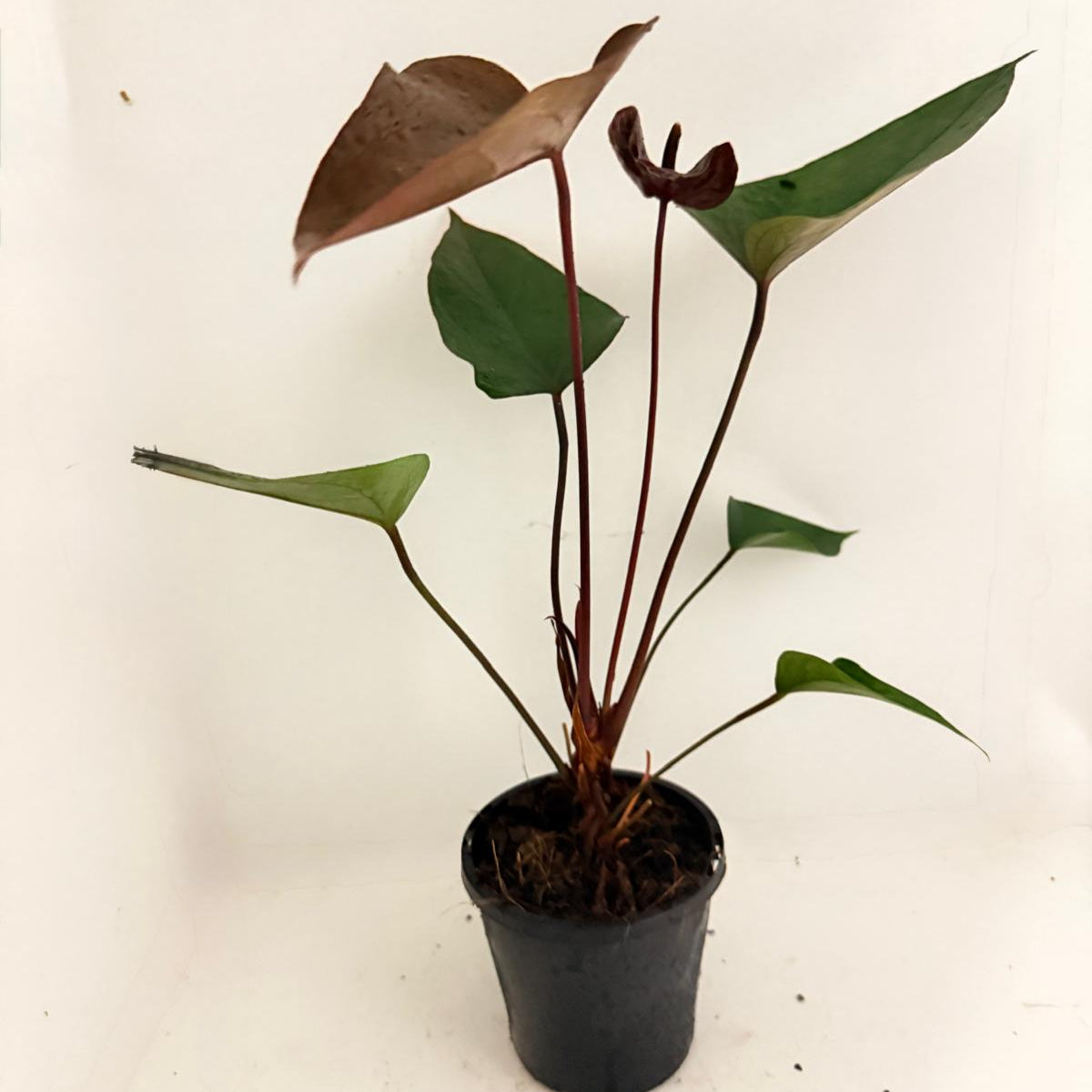 anthurium pot size Anthurium Black beauty 100mm pot size plant- with pot – Succulents World