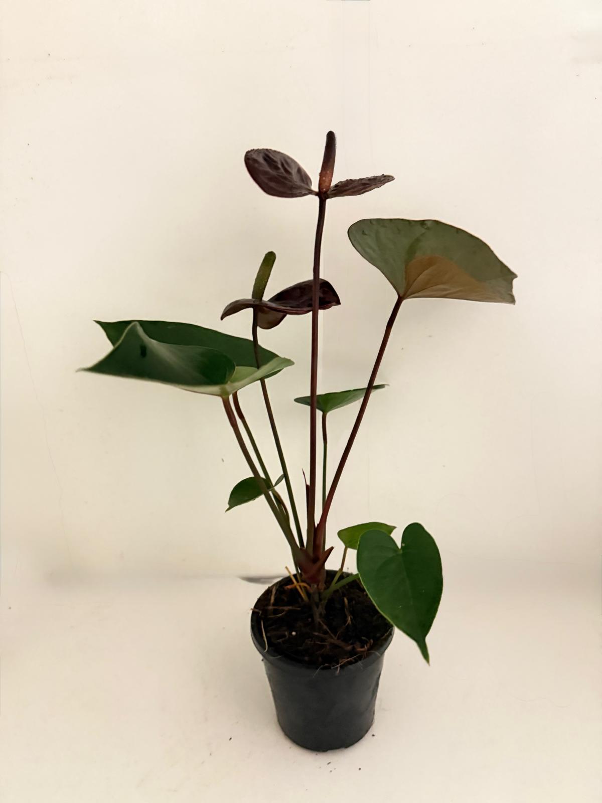 Anthurium Giant Chocolate- 100mm With Pot