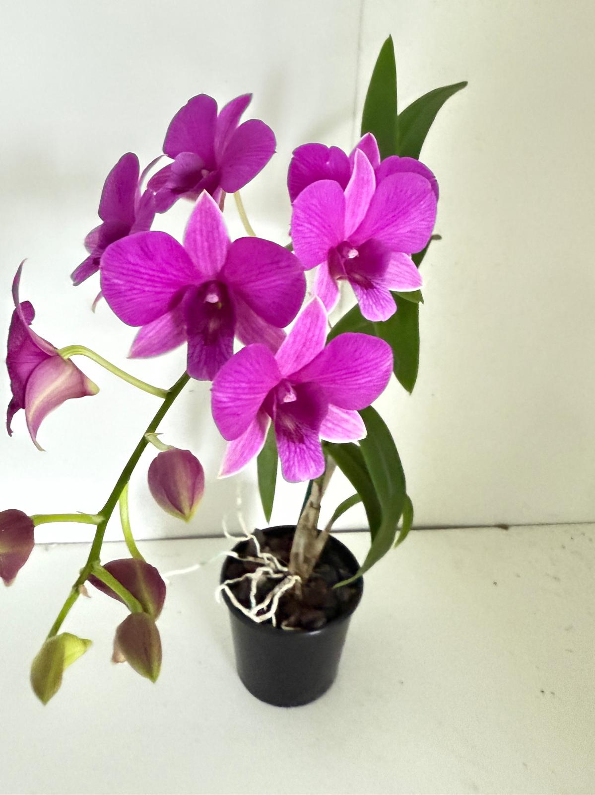 Orchid #77