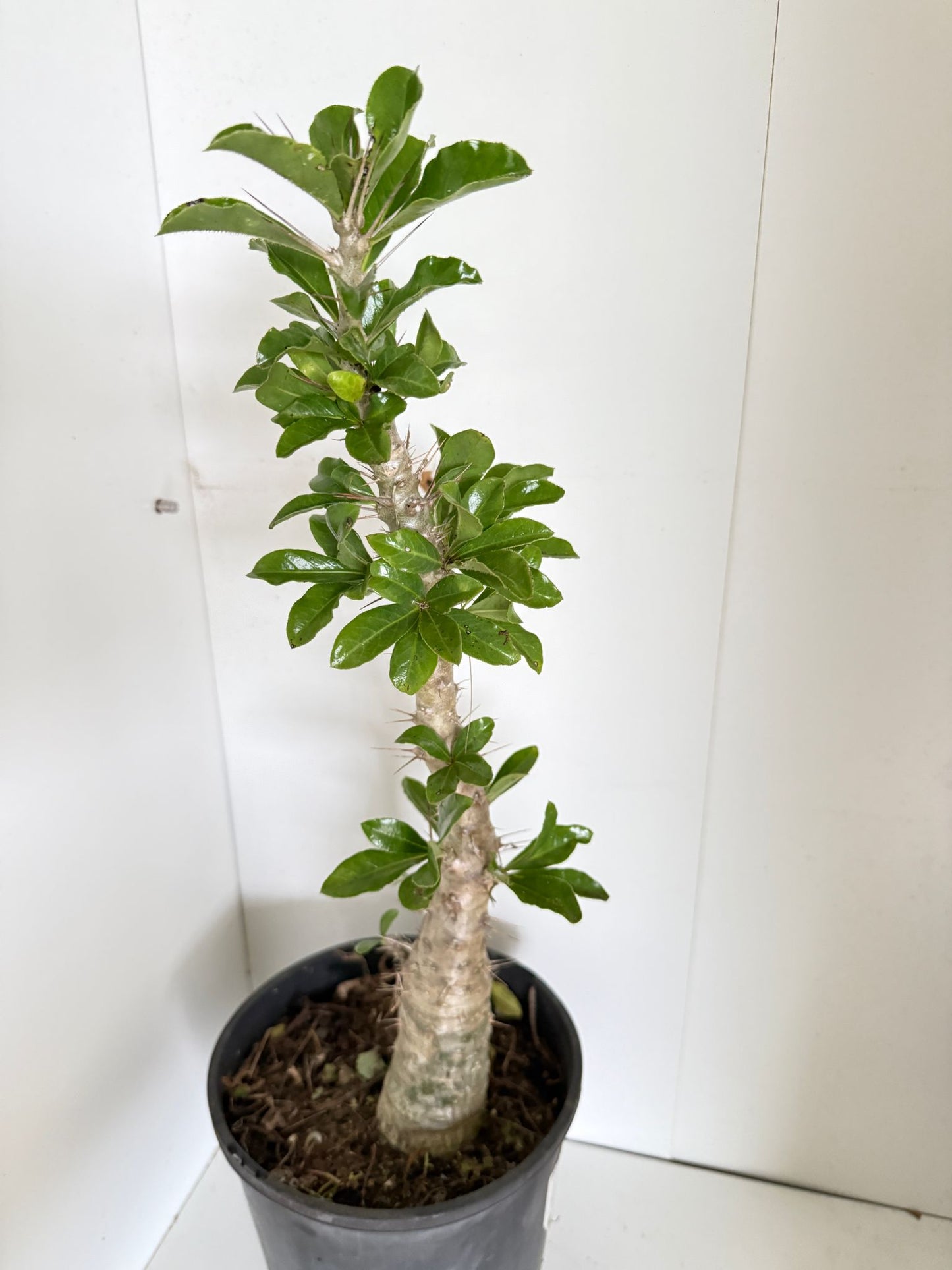 Pachypodium Saundersii #68