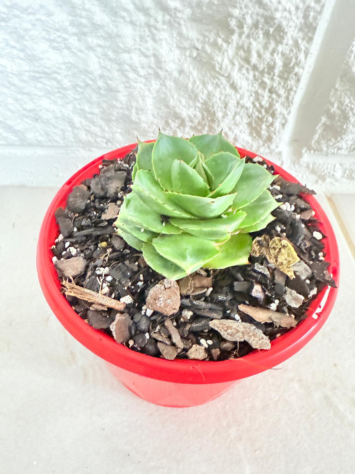 Agave Pixie Rose