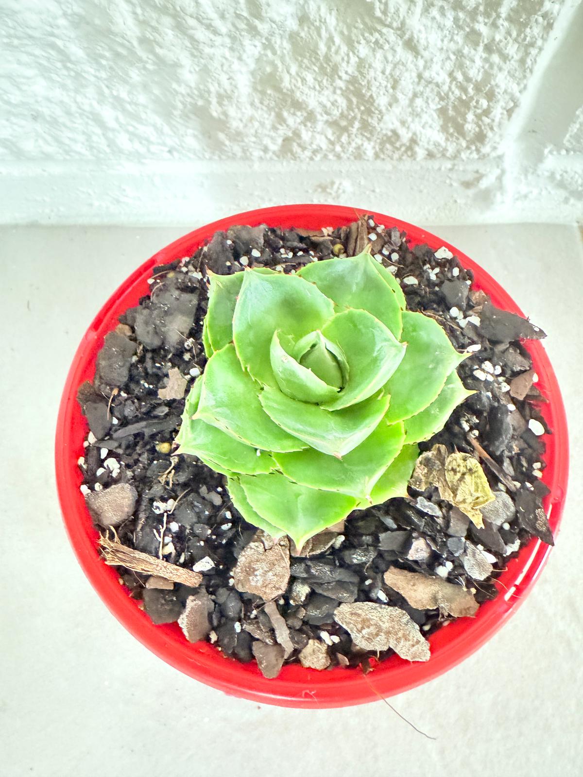 Agave Pixie Rose