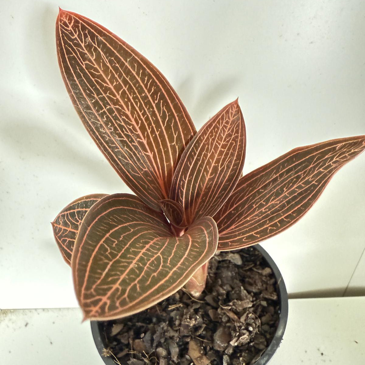 Jewel orchid Ludiscia Discolour  100mm