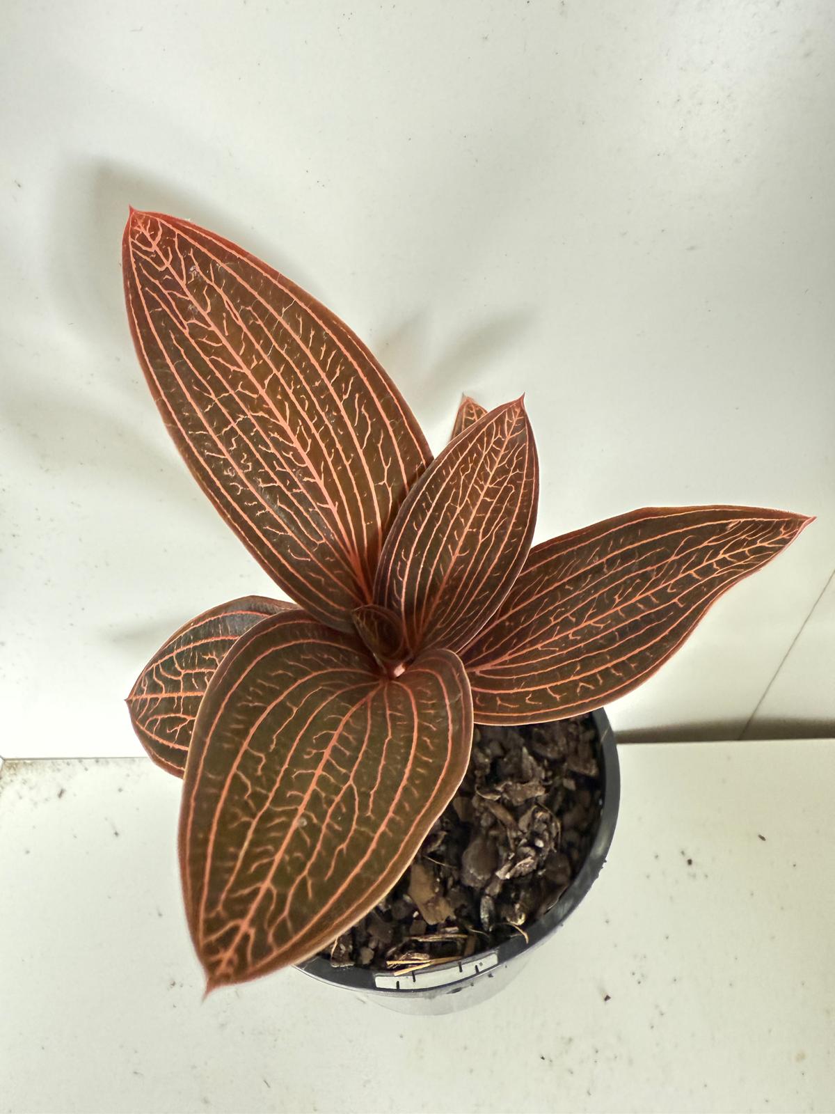 Jewel orchid Ludiscia Discolour  100mm