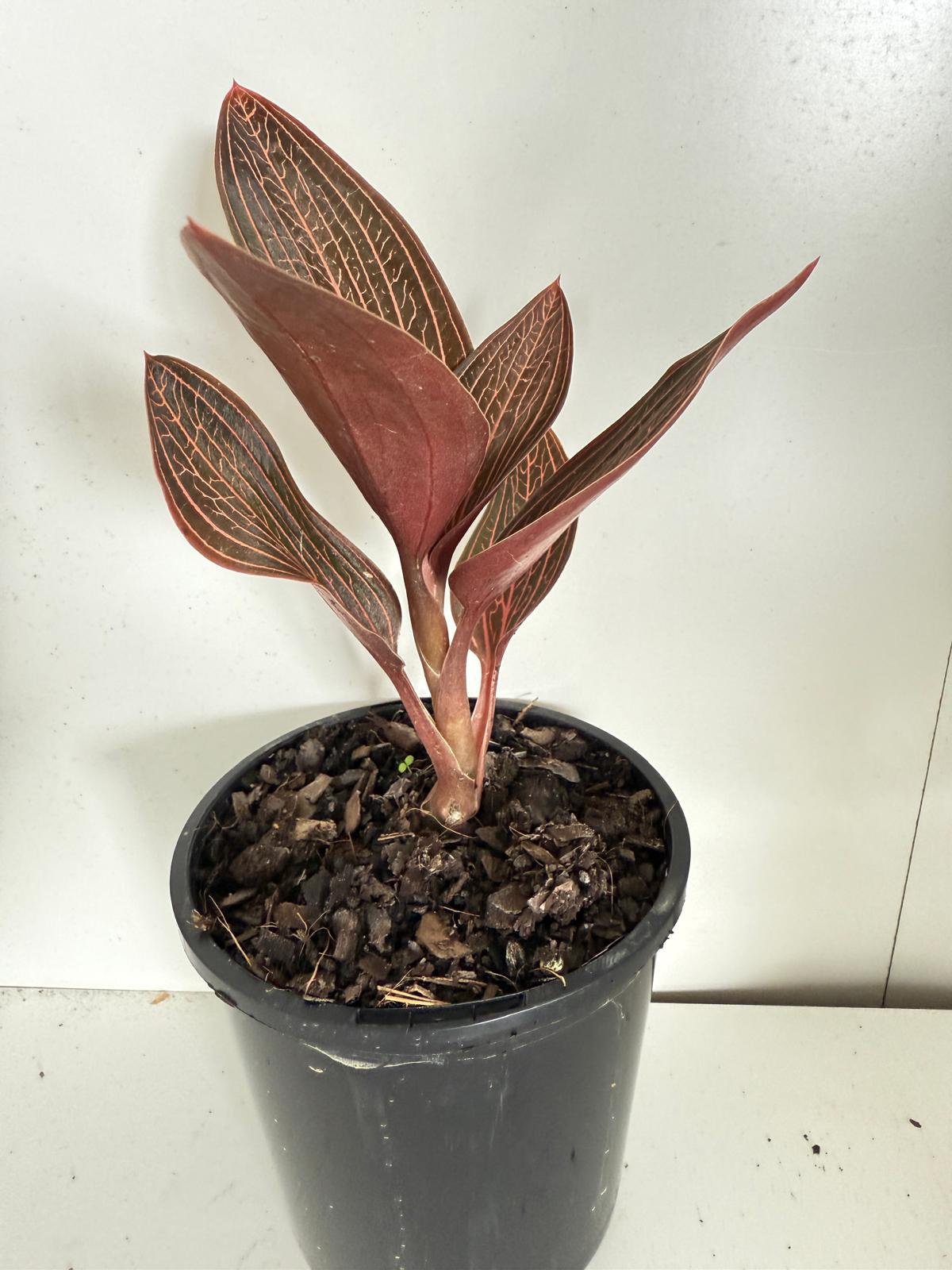 Jewel orchid Ludiscia Discolour  100mm