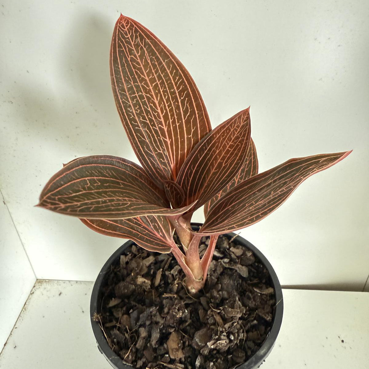 Jewel orchid Ludiscia Discolour  100mm
