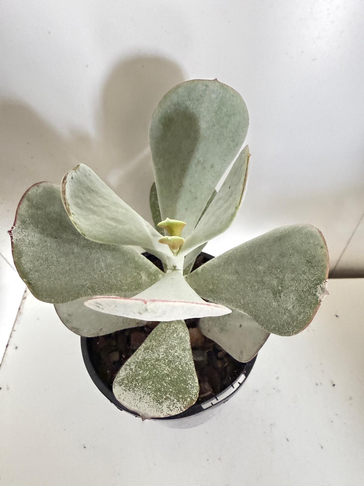 Cotyledon Orbiculata Dans Delight