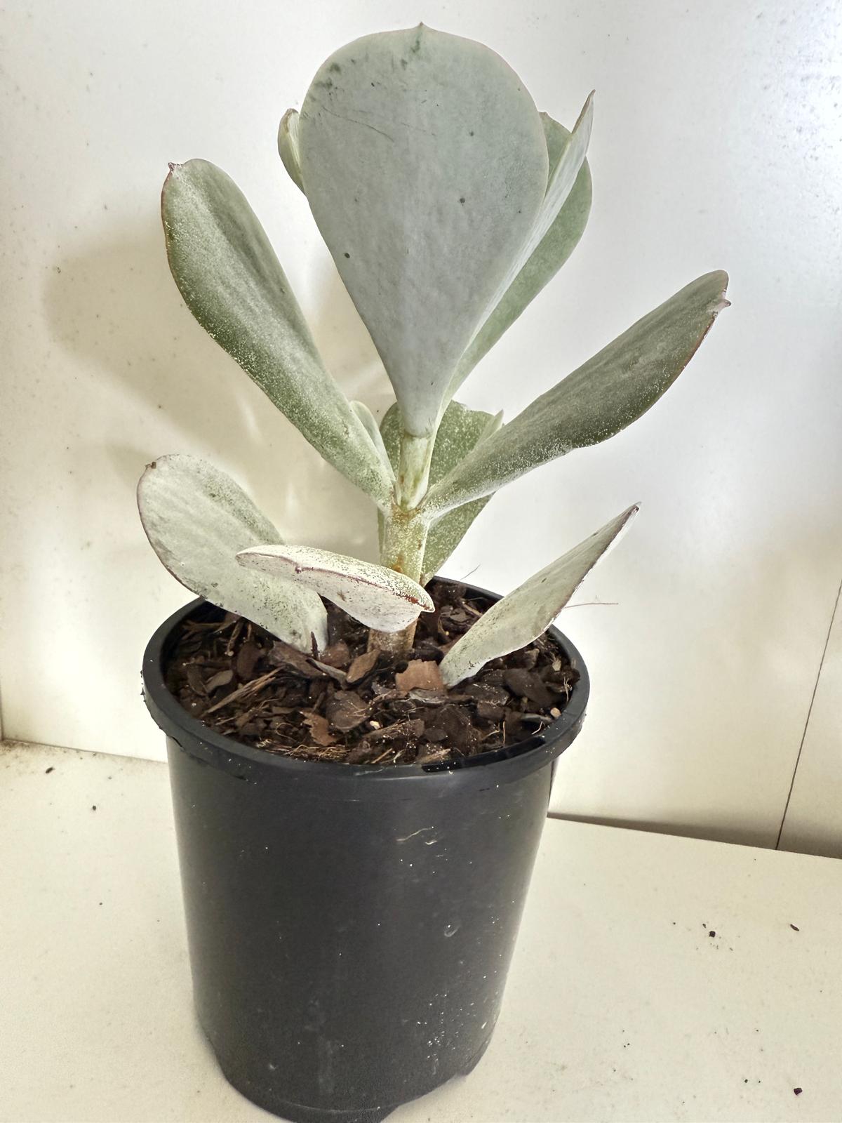 Cotyledon Orbiculata Dans Delight