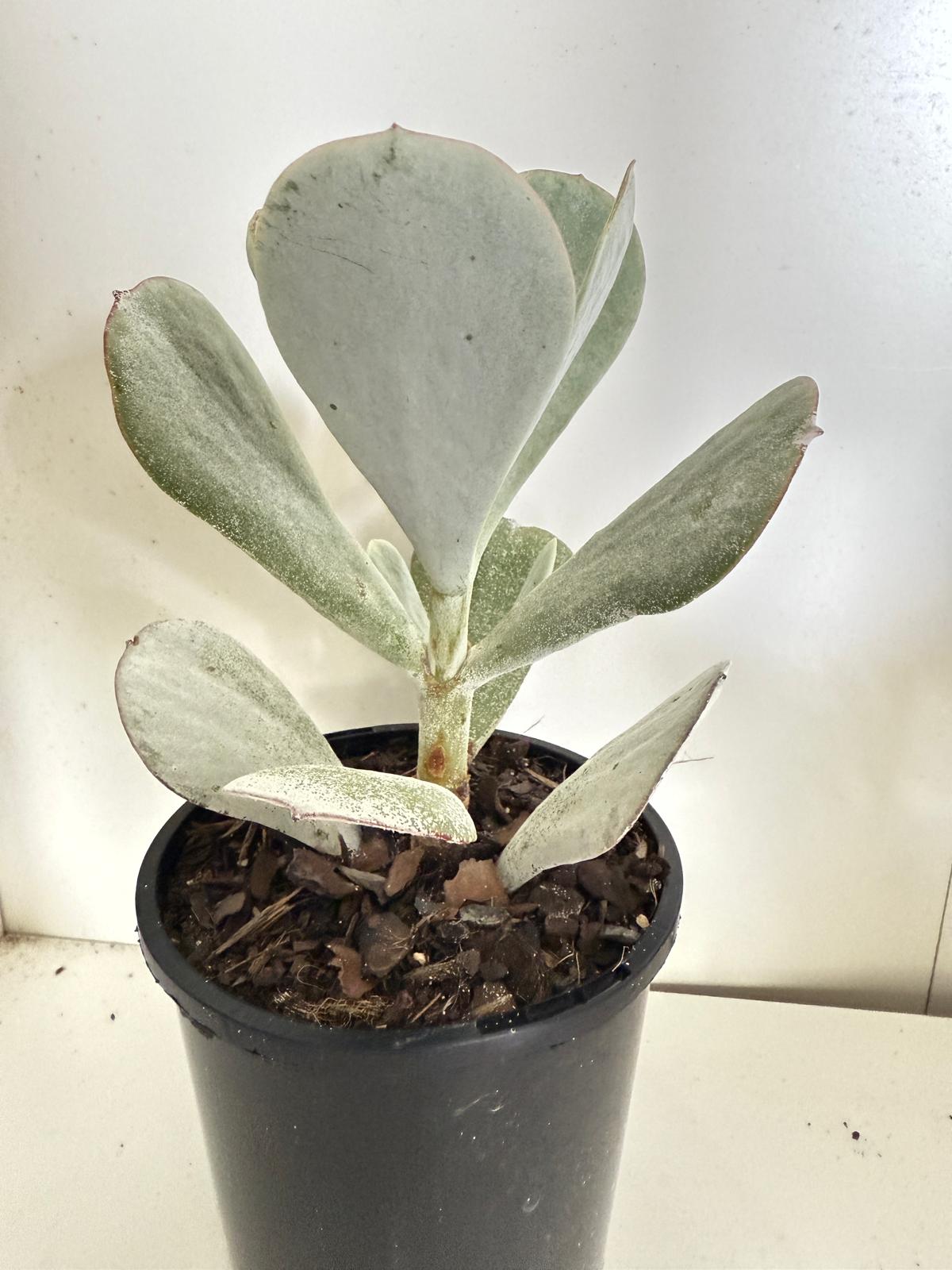 Cotyledon Orbiculata Dans Delight