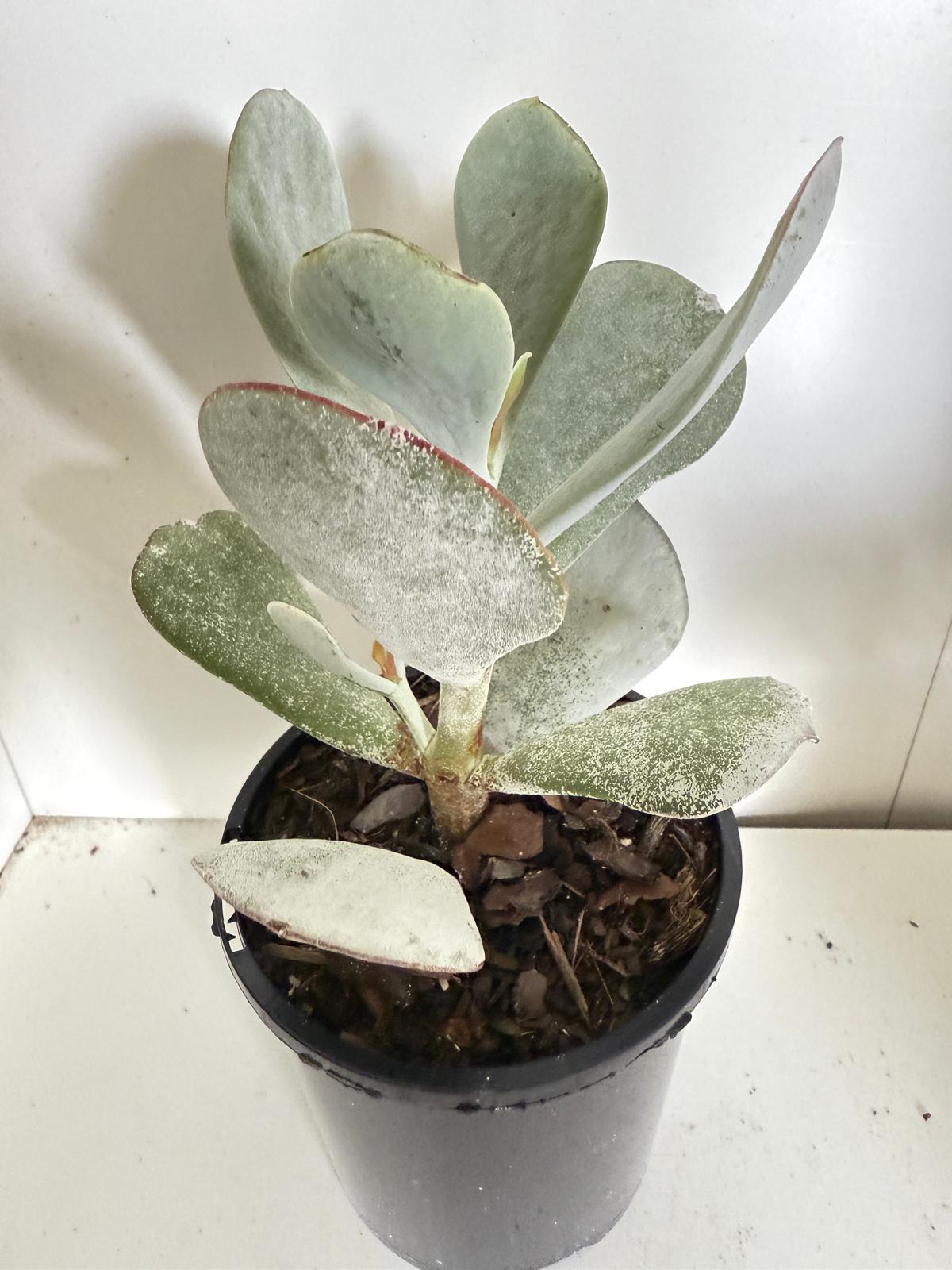 Cotyledon Orbiculata Dans Delight