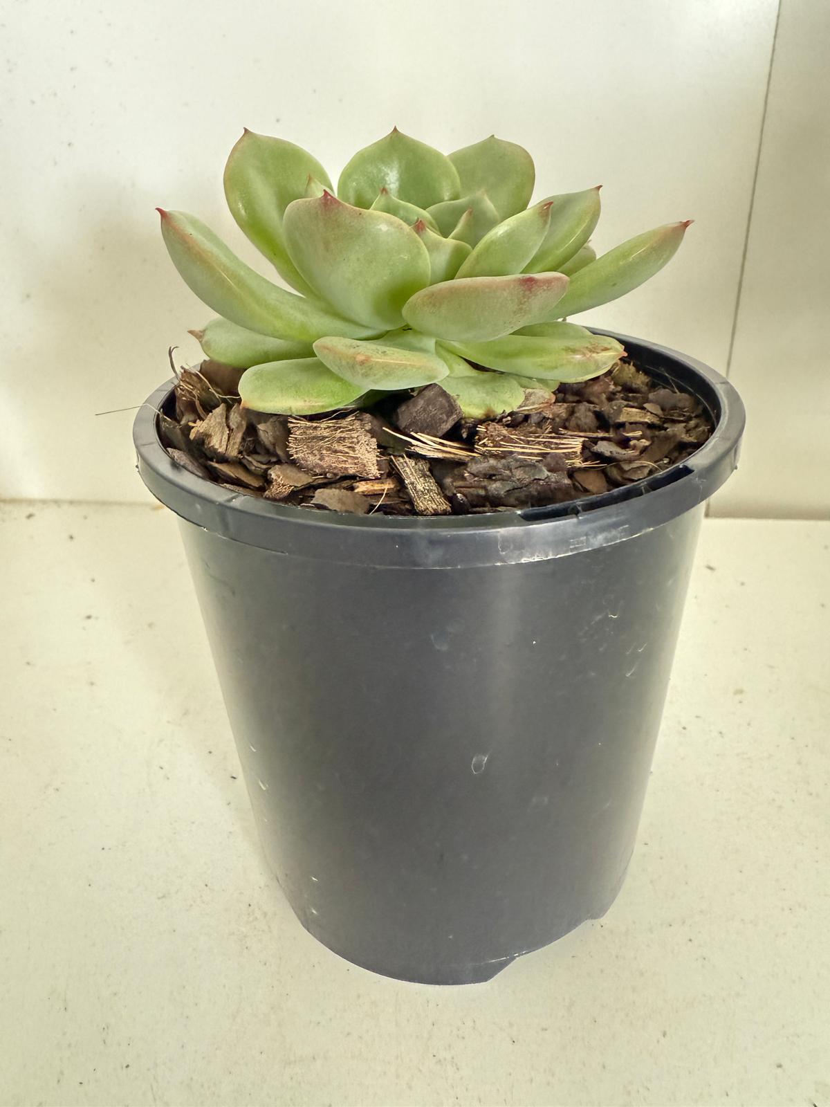 Echeveria Bellia Donna