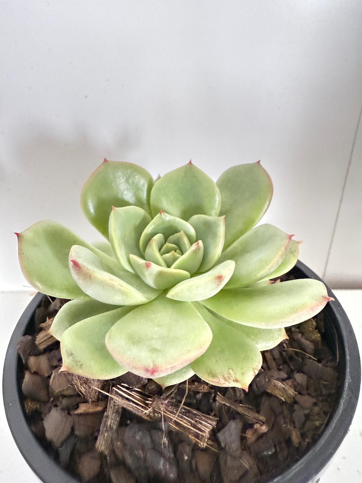 Echeveria Bellia Donna