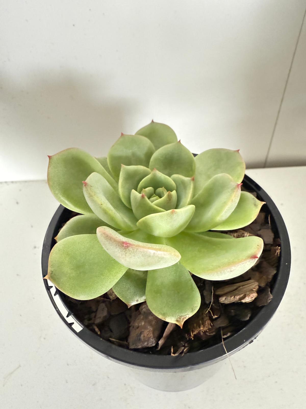 Echeveria Bellia Donna