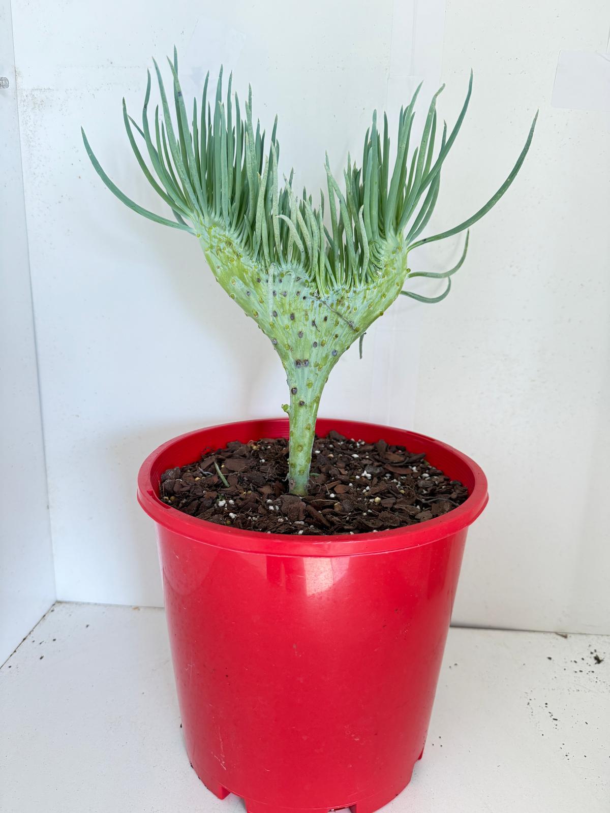 Mermaid Tail : Crested Senecio Talinoides - Narrow Leaf Chalk Stick #901